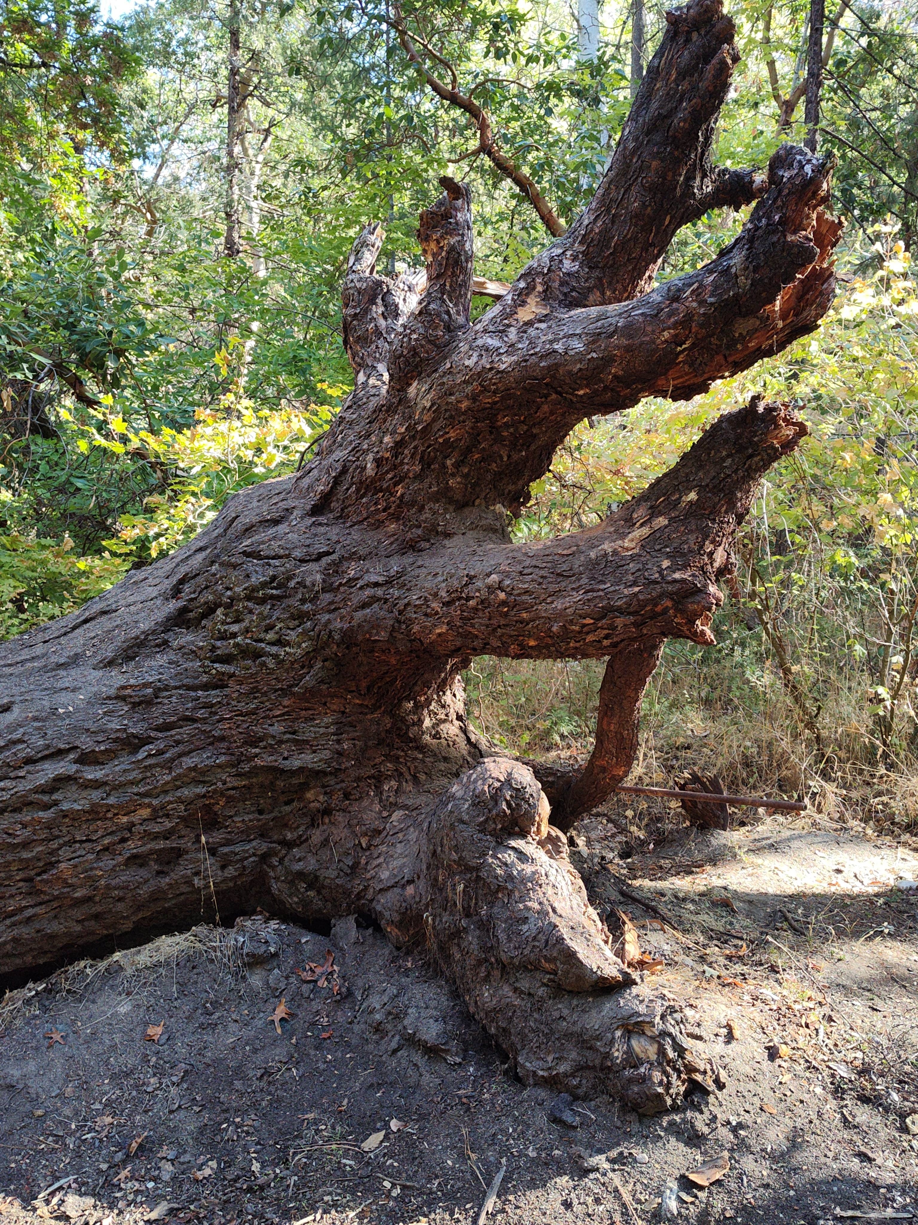 Closeup of root system on stump featured above; effect is that of reaching for the sky.